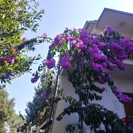 Apartment Zia